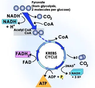 Carbohydrate Metabolism screenshot 1