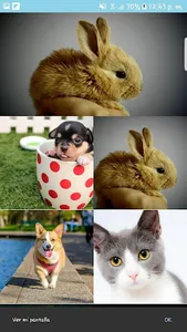 PetLove Wallpaper screenshot 1