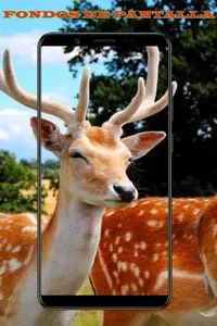 Fondos de Pantalla de Animales screenshot 3