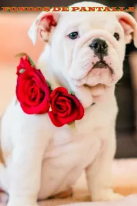 Fondos de Pantalla de Animales screenshot 5