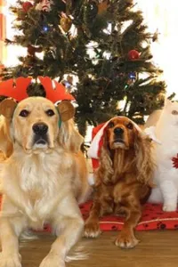 imagenes de navidad para regal screenshot 0