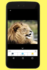 Lion Images screenshot 3