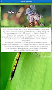 Types of Dragonflies screenshot 0