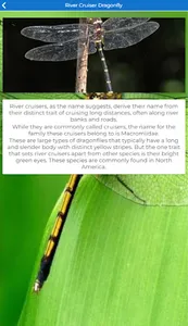 Types of Dragonflies screenshot 1