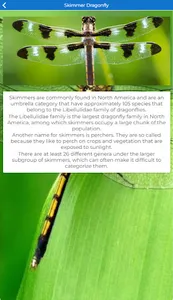 Types of Dragonflies screenshot 2