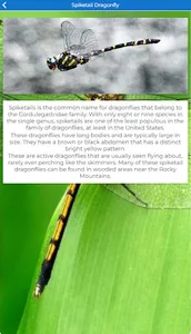Types of Dragonflies screenshot 3