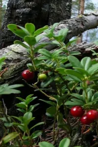 Berries screenshot 0