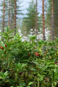Berries screenshot 2