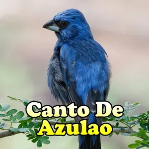 Canto De Azulao Parana screenshot 1