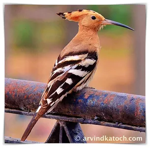 Indian Birds Pictures - Learn  screenshot 1