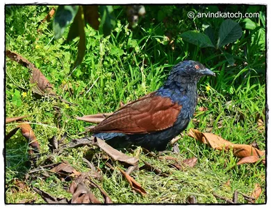 Indian Birds Pictures - Learn  screenshot 13