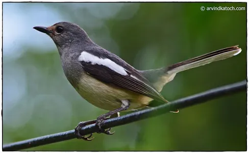 Indian Birds Pictures - Learn  screenshot 17