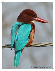 Indian Birds Pictures - Learn  screenshot 7