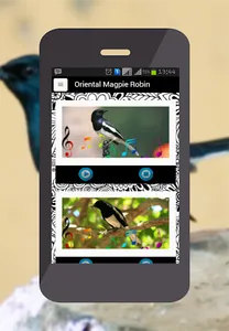 Oriental Magpie Robin screenshot 0