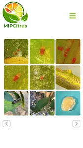 MIPCitrus screenshot 1