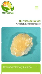 MIPCitrus screenshot 3
