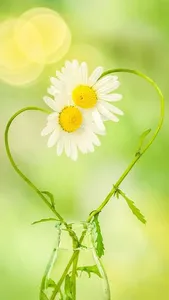 Daisy Wallpapers screenshot 8