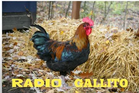 Radio  Gallito jalisco mexico screenshot 15