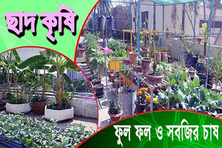 ছাদ কৃষি ~ chad krishi - ছাদে  screenshot 0