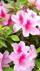 Azalea Wallpaper screenshot 0
