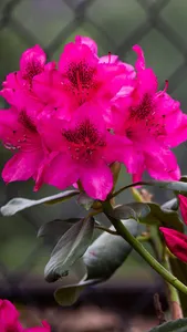 Azalea Wallpaper screenshot 1