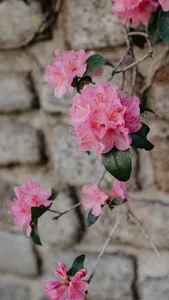 Azalea Wallpaper screenshot 2