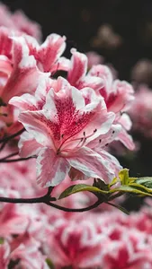 Azalea Wallpaper screenshot 3