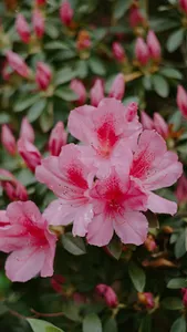 Azalea Wallpaper screenshot 4