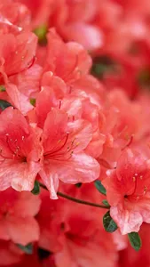 Azalea Wallpaper screenshot 6