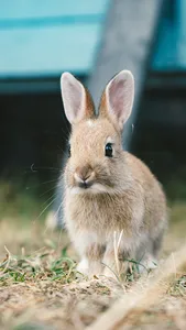 Rabbit Wallpaper - Cute Bunny screenshot 1