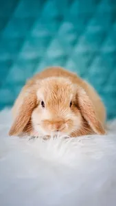 Rabbit Wallpaper - Cute Bunny screenshot 7