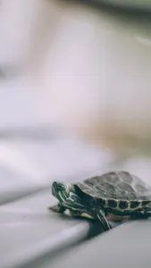 Turtle Wallpaper screenshot 6