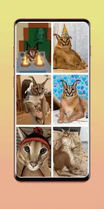 Шлепа Floppa Обои HD screenshot 0