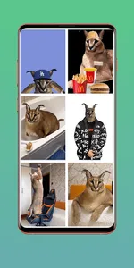 Шлепа Floppa Обои HD screenshot 4