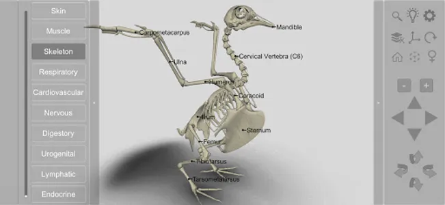 3D Bird Anatomy screenshot 1