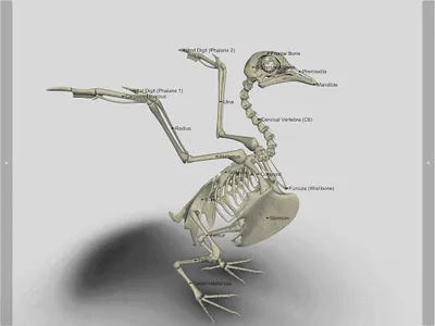 3D Bird Anatomy screenshot 10