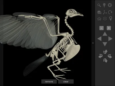 3D Bird Anatomy screenshot 11