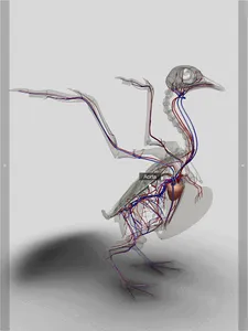 3D Bird Anatomy screenshot 12