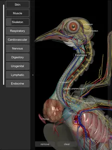 3D Bird Anatomy screenshot 14