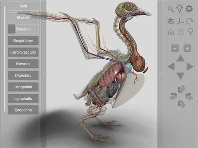 3D Bird Anatomy screenshot 15