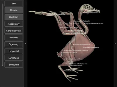 3D Bird Anatomy screenshot 17