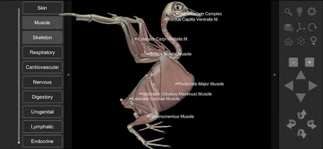 3D Bird Anatomy screenshot 2