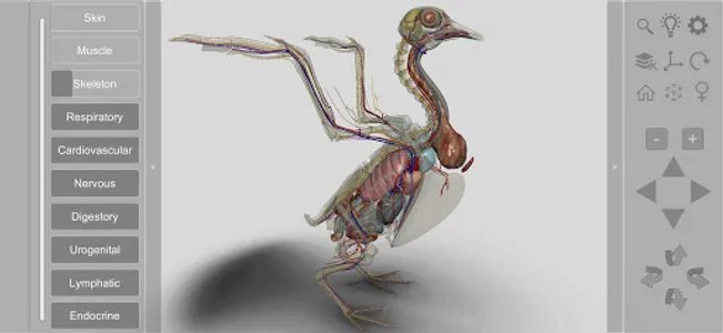 3D Bird Anatomy screenshot 3