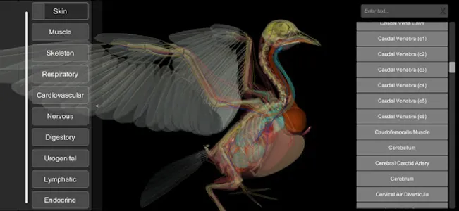 3D Bird Anatomy screenshot 5