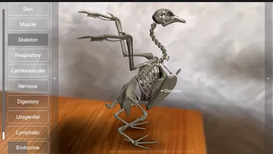 3D Bird Anatomy screenshot 6