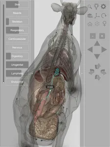 3D Bovine Anatomy screenshot 13