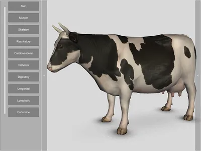 3D Bovine Anatomy screenshot 15