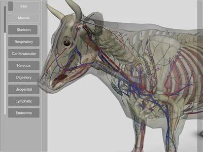 3D Bovine Anatomy screenshot 17