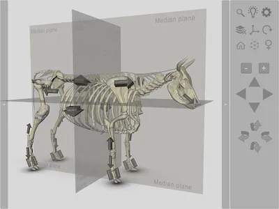 3D Bovine Anatomy screenshot 18