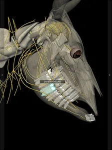 3D Bovine Anatomy screenshot 19